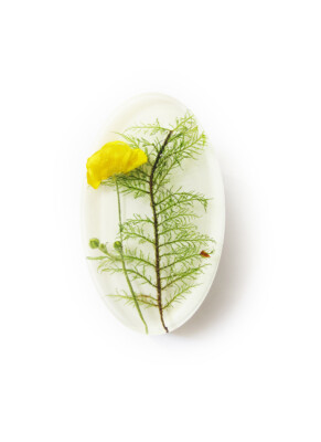 Tulikas ja laane-ehmik