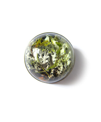 Vaher ja harilik hallsamblik